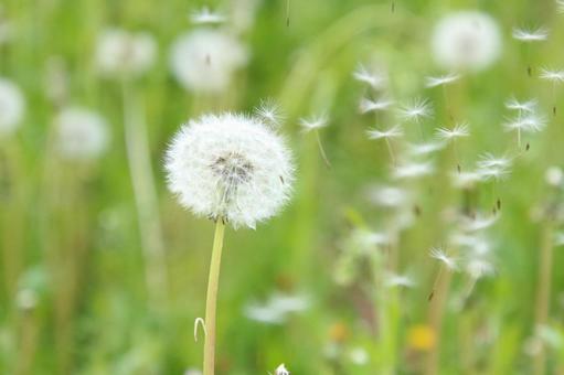 花言葉で さようならありがとう と門出を祝う感謝と別れの意味を持つ花と選び方