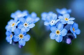 青い小さい花